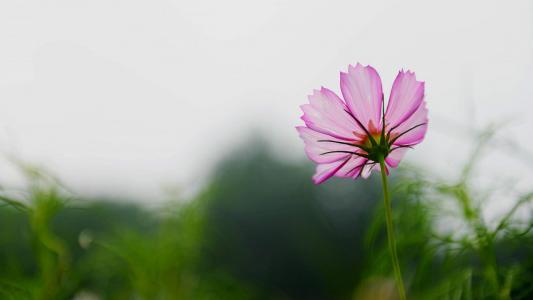 格桑花花语高清宽屏电脑桌面主题壁纸(一)第1张
