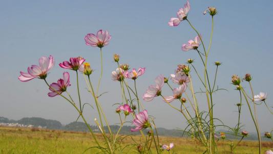 格桑花花语高清宽屏电脑桌面主题壁纸(一)第3张