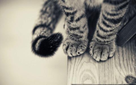 高清萌宠可爱萌宠的小猫喵星人图片桌面壁纸高清（1）第0张