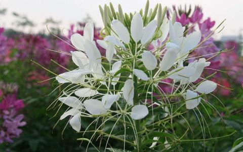 图片 _ 第(2)张