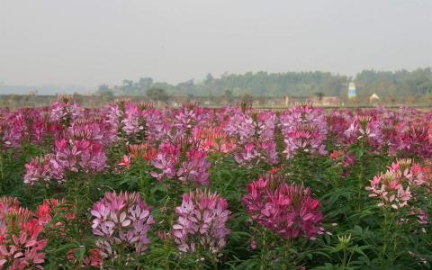 花卉壁纸图片 _ 第(8)张