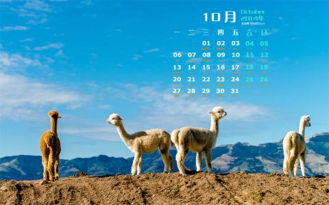 羊图片第4张
