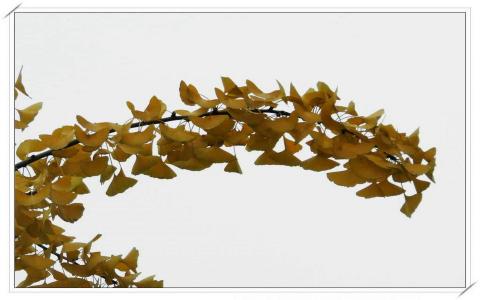 图片 _ 第(4)张