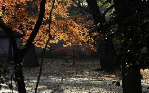 秋天的风光落叶银杏高清电脑桌面主题壁纸(四)第4张