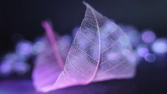 好看的树叶脉络梦幻唯美图片桌面壁纸高清第0张