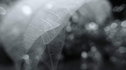 好看的树叶脉络梦幻唯美图片桌面壁纸高清第4张