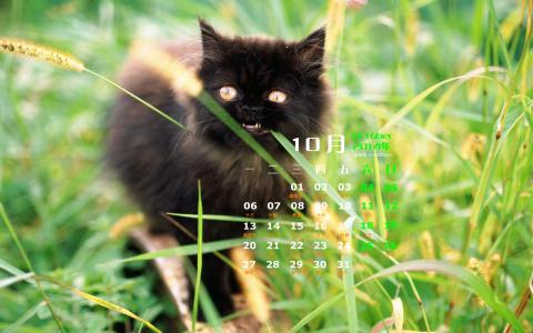 高清超可爱萌宠小奶猫图片高清电脑壁纸第1张