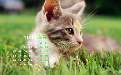 高清超可爱萌宠小奶猫图片高清电脑壁纸第2张