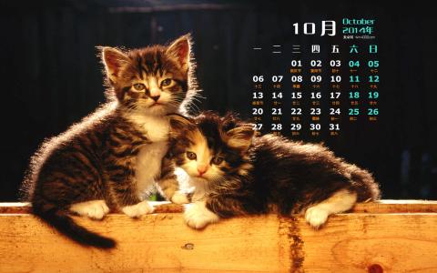 高清超可爱萌宠小奶猫图片高清电脑壁纸第3张