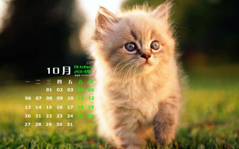 高清超可爱萌宠小奶猫图片高清电脑壁纸第5张