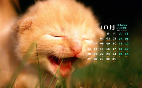 高清超可爱萌宠小奶猫高清电脑桌面壁纸(三)第3张