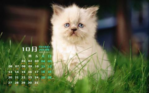 高清超可爱萌宠小奶猫高清电脑桌面壁纸(三)第4张