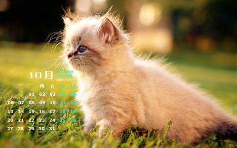 2014年10月日历可爱的小猫咪高清电脑桌面壁纸第1张