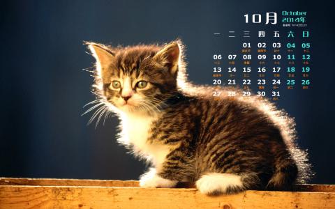 2014年10月日历可爱的小猫咪高清电脑桌面壁纸第4张