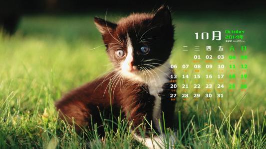 2014年10月日历可爱的小猫咪高清电脑桌面壁纸第1张