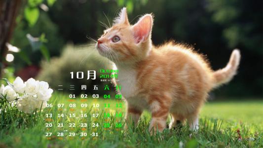 2014年10月日历可爱的小猫咪高清电脑桌面壁纸第2张