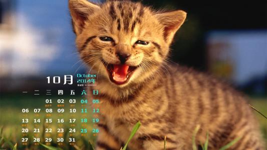2014年10月日历可爱的小猫咪高清电脑桌面壁纸第3张