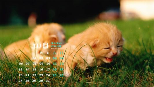 2014年10月日历可爱的小猫咪高清电脑桌面壁纸第4张