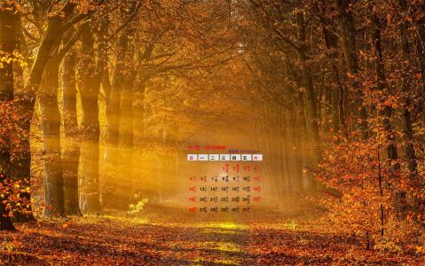 2014年10月日历壁纸唯美意境小清新初秋森林自然风光(三)第4张