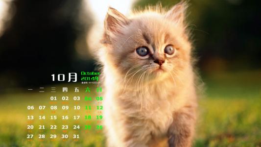 2014年10月日历可爱的小猫咪高清电脑桌面壁纸第4张