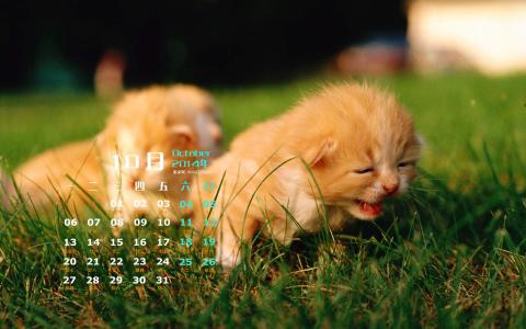 高清超可爱萌宠小奶猫图片高清电脑壁纸第4张