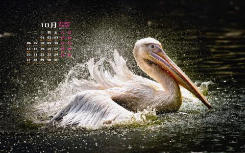 2014年10月日历壁纸自然保护鸟类动物鹈鹕高清特写(一)第3张