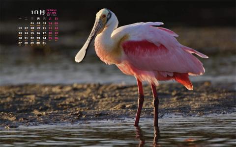 2014年10月日历壁纸自然保护鸟类动物鹈鹕高清特写(一)第4张