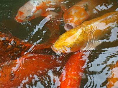 淡水鱼图片 _ 第(5)张
