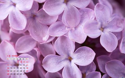 丁香花图片 _ 第(1)张