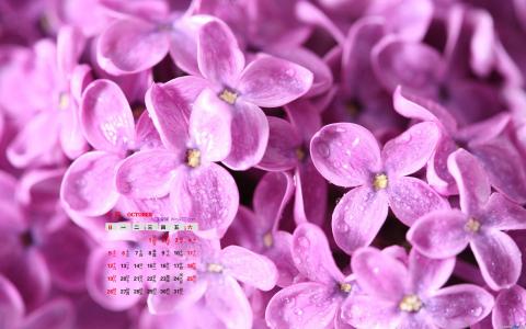 丁香花图片 _ 第(4)张