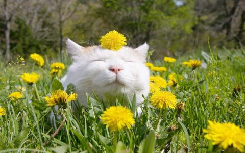 可爱黑猫高清动物图片合集宽屏电脑桌面壁纸下载第一辑第1张