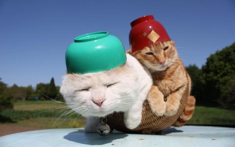 可爱黑猫高清动物图片合集宽屏电脑桌面壁纸下载第一辑第2张