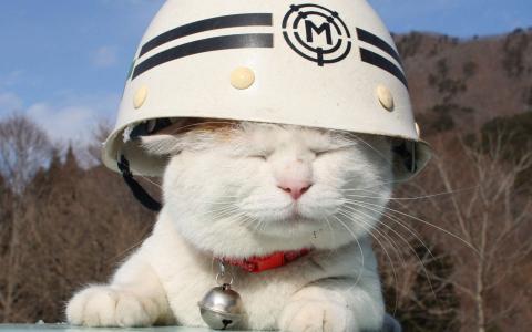 可爱黑猫高清动物图片合集宽屏电脑桌面壁纸下载第一辑第3张