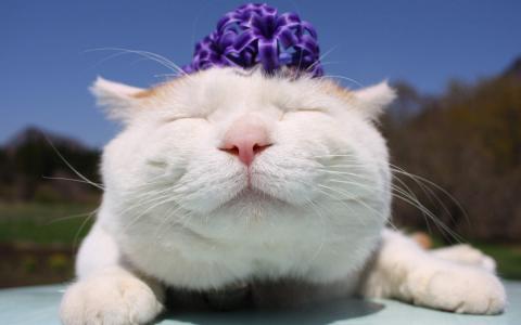 可爱黑猫高清动物图片合集宽屏电脑桌面壁纸下载第一辑第4张