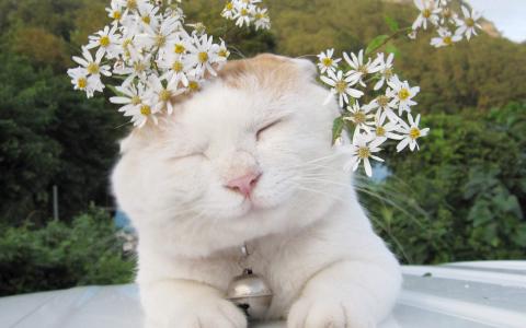 可爱黑猫高清动物图片合集宽屏电脑桌面壁纸下载第一辑第5张