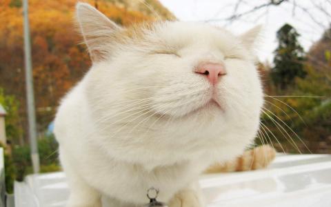 可爱黑猫高清动物图片合集宽屏电脑桌面壁纸下载第一辑第6张