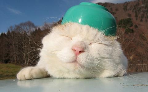 2014年10月日历可爱的小猫咪高清电脑桌面壁纸第4张
