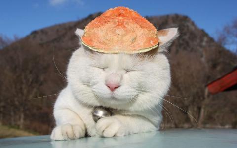 2014年10月日历可爱的小猫咪高清电脑桌面壁纸第6张