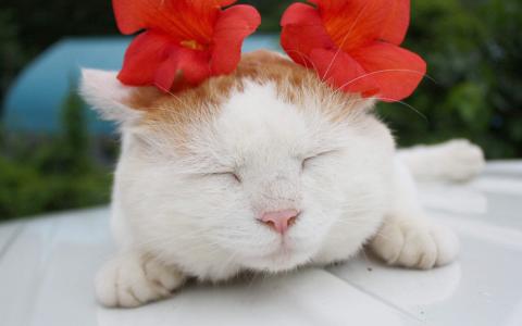猫咪第4张