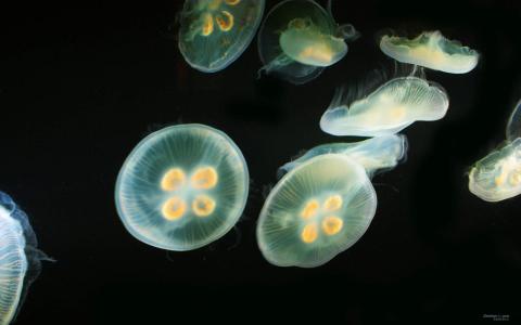 海底世界图片 _ 第(5)张