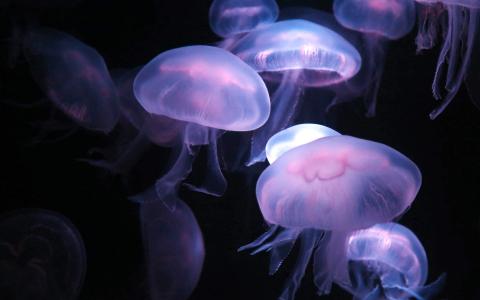 海底世界图片 _ 第(7)张