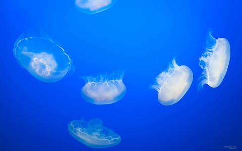 海底世界图片 _ 第(8)张