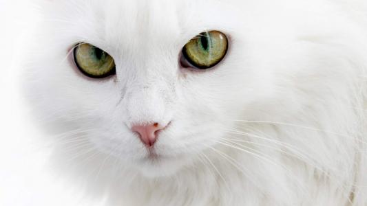 可爱宠物小猫咪呆萌抓拍特写桌面壁纸下载第1张