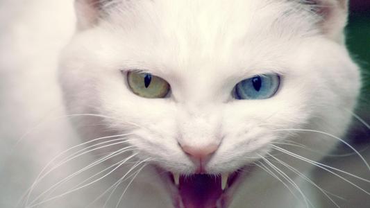 可爱宠物小猫咪呆萌抓拍特写桌面壁纸下载第2张