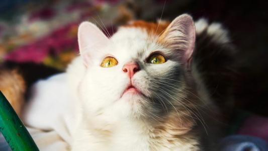 可爱宠物小猫咪呆萌抓拍特写桌面壁纸下载第3张
