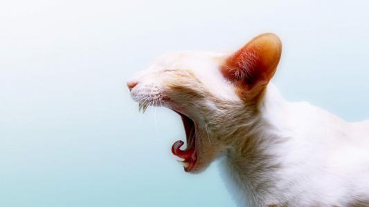 可爱宠物小猫咪呆萌抓拍特写桌面壁纸下载第4张
