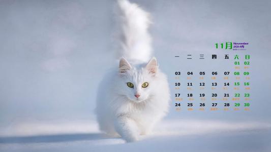 高清超可爱萌宠小奶猫高清电脑桌面壁纸(三)第0张