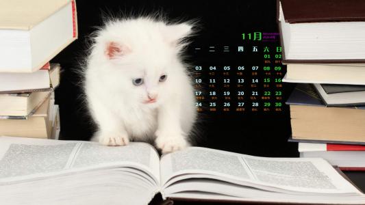 高清超可爱萌宠小奶猫高清电脑桌面壁纸(三)第3张
