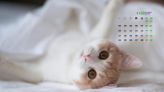 高清超可爱萌宠小奶猫高清电脑桌面壁纸(三)第4张