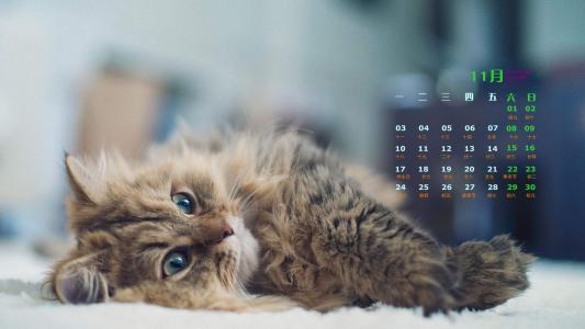 高清超可爱萌宠小奶猫唯美高清桌面壁纸第4张